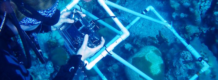 Research - Monitoring coral health around the territory.
